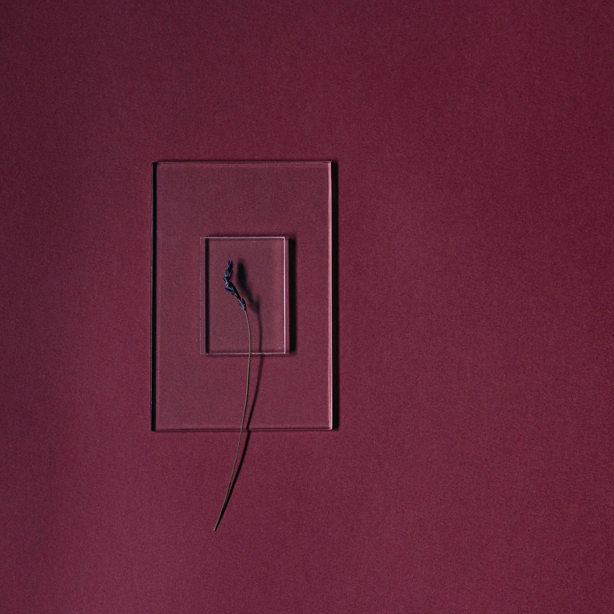 Clear acrylic plate on a burgundy wall